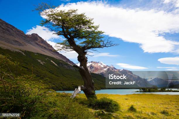 Vegetation On Andes Foothills And Slopes Stock Photo - Download Image Now - Chalten, Argentina, Tree