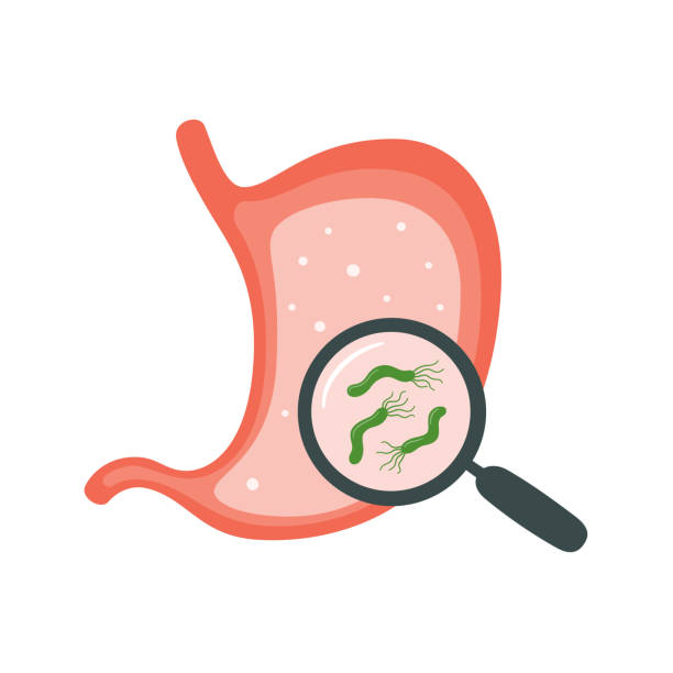 Helicobacter Pylori in the stomach. Stomach diseases. Bacterium with flagella that causes gastritis. Helicobacter Pylori in the stomach. Stomach diseases. Bacterium with flagella that causes gastritis. Magnifying glass with bacteria under. Isolated vector illustration on white background cell flagellum stock illustrations