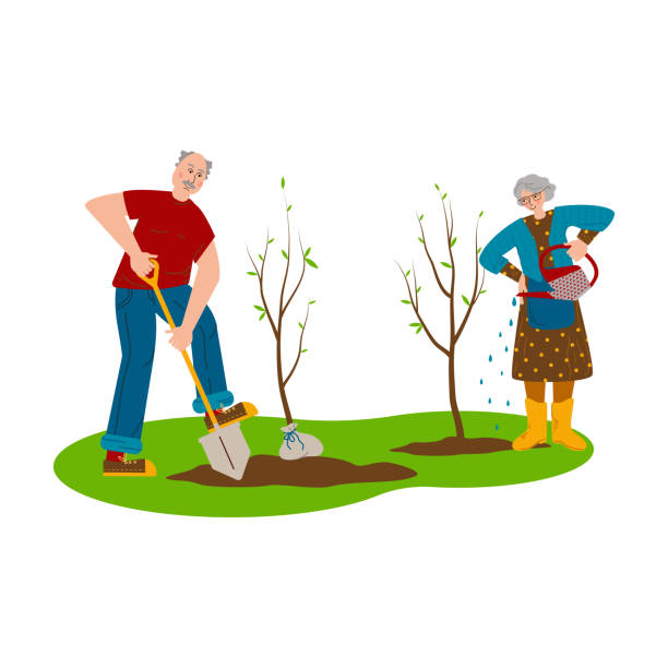 ilustraciones, imágenes clip art, dibujos animados e iconos de stock de pareja de ancianos trabajando en el jardín. las personas de la tercera edad plantan árboles jóvenes. un hombre está cavando el suelo, una mujer está regando plantas. atención a personas mayores, estilo de vida activo - gardening senior adult action couple