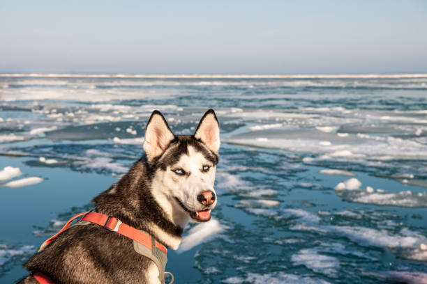 syberyjski pies husky przed lodowatym jeziorem - ears perked zdjęcia i obrazy z banku zdjęć