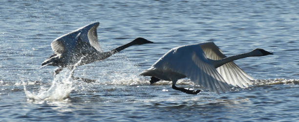 istock Swans Running on Water 1313747479