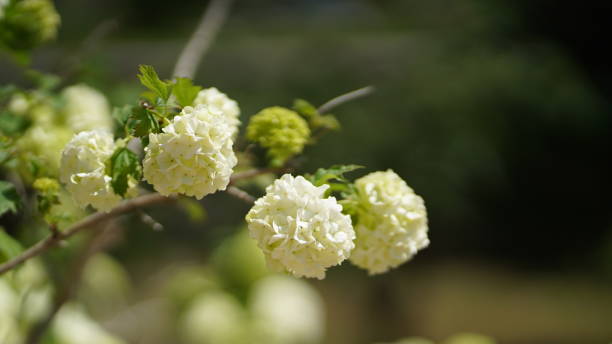 istock flower nature plant green 1313748680