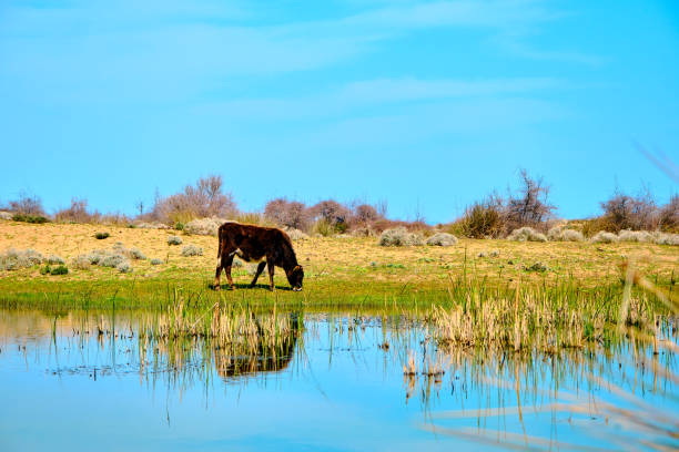 A black and single cow grassing in flood plain i