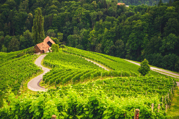 スロベニアのブドウ園オー・ピアニクの有名なハート型の道路。マリボルの近く、オーストリアの近くのブドウ畑を列に並べます。風光明媚なブドウの風景と緑の丘。 - slovenia ストックフォトと画像
