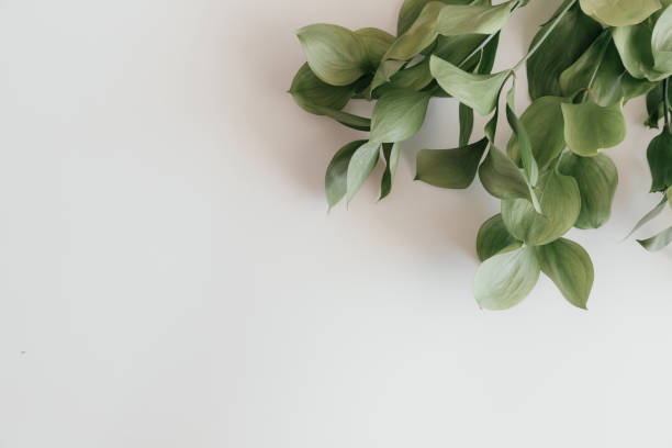 istock Top view of green leaves on white background, frame with place for text. Flatly view. Isolated background. Nature design. Natural Green flat lay leaves branches 1313752562