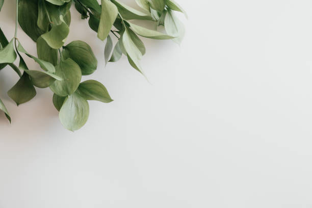 istock Top view of green leaves on white background, frame with place for text. Flatly view. Isolated background. Nature design. Natural Green flat lay leaves branches 1313752565