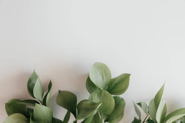 istock Top view of green leaves on white background, frame with place for text. Flatly view. Isolated background. Nature design. Natural Green flat lay leaves branches 1313752567