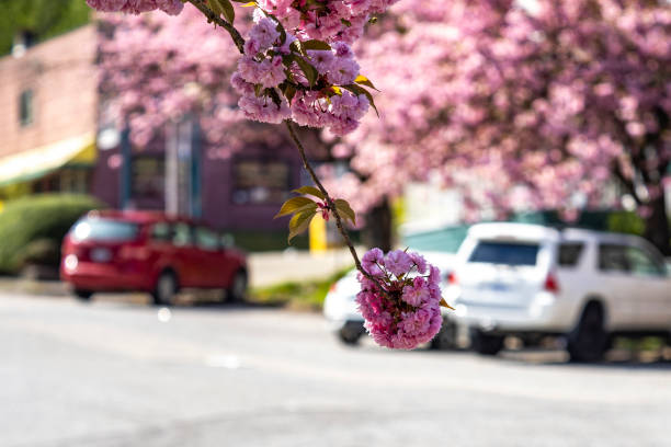 istock Japanese cherry blossom - late Sakura 1313752612