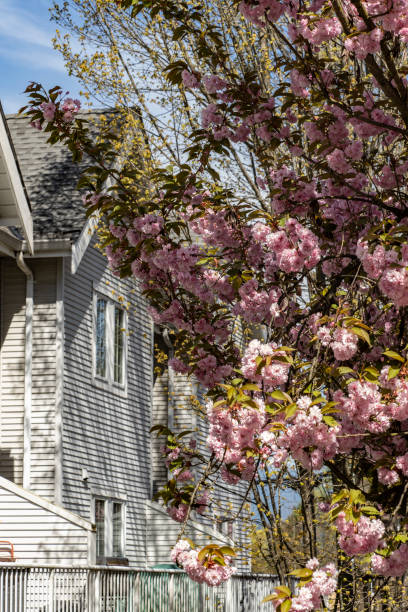istock Japanese cherry blossom - late Sakura 1313752743