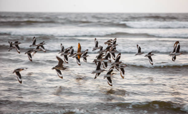 Free picture: flock, red, knot, birds, flight