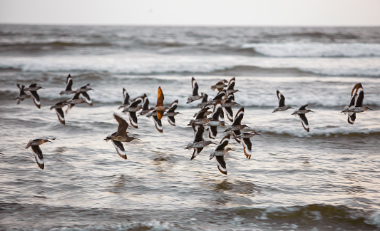 Sea birds in Pismo Beach, San Luis Obispo county, late afternoon