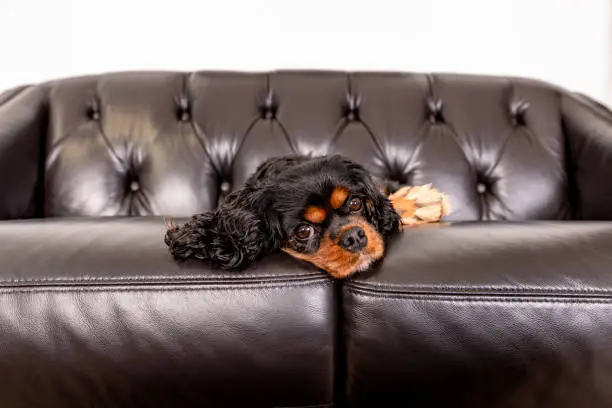 A beautiful dog, a Cavalier King Charles Spaniel with Black and tan fur, rests on a dark brown leather sofa.