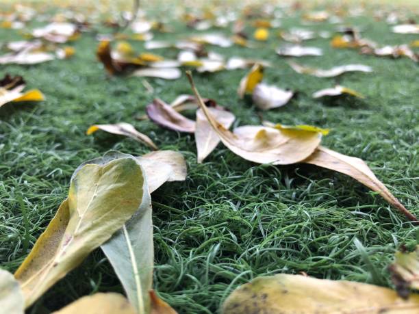 istock Fallen leaves scattered on the grass 1313757909