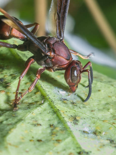 istock Brown Hornet wasp searching for food on the leaf 1313761352