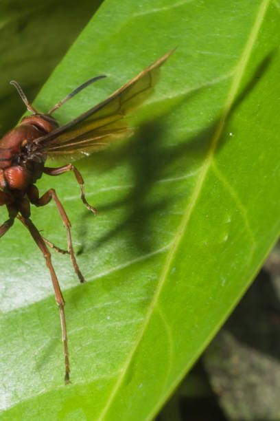 istock Brown Hornet wasp searching for food on the leaf 1313761664