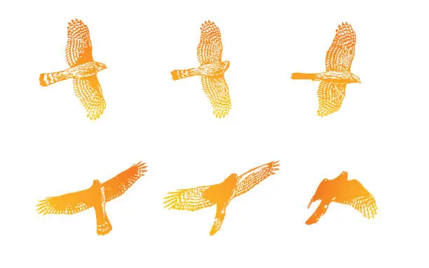 Vector illustration of Sequential illustrations of a Cooper's Hawk flying