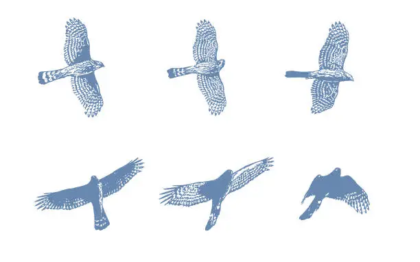 Vector illustration of Sequential illustrations of a Cooper's Hawk flying