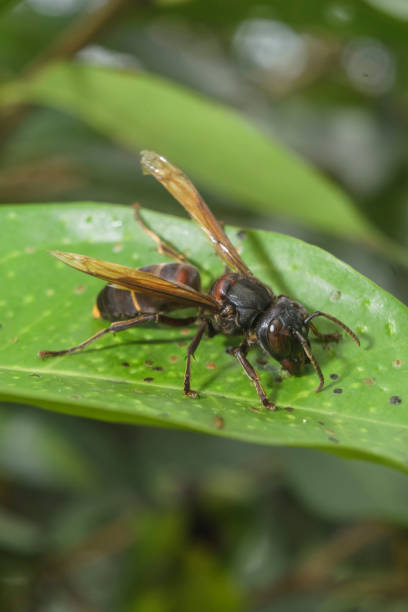 istock Brown Hornet wasp searching for food on the leaf 1313762282