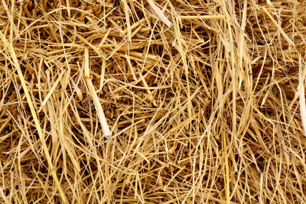 istock Dry rice straw texture for background and design, hay bale pattern. 1313763502