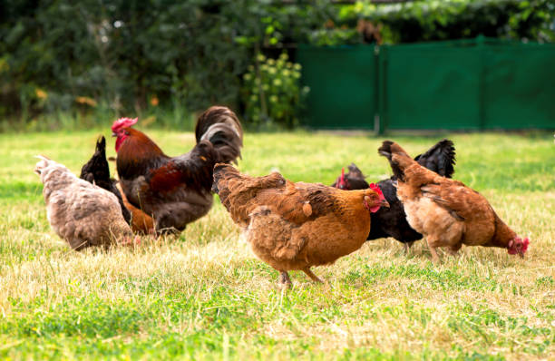 istock Rooster and chickens grazing on the grass 1313764087
