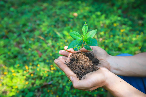 mão de café mudas de fundo coffeetree.colhendo robusta e arábica frutos de café por mãos agroculturistas, colheita de trabalhadores arábicas em seu ramo, conceito de colheita. - coffeetree - fotografias e filmes do acervo