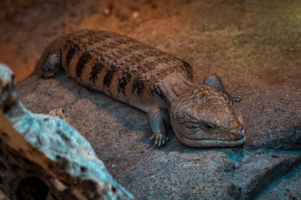 istock Skink lizard at the zoo 1313765173