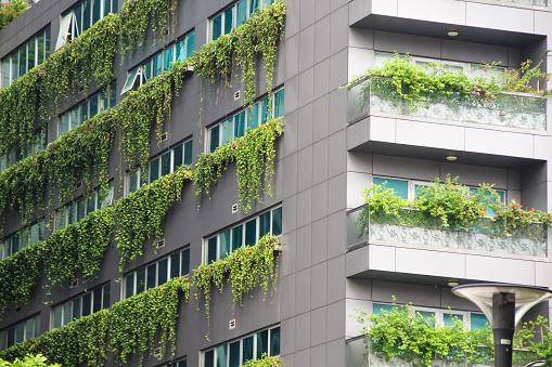landscape climbing plants, Vertical garden a concept of sustainable building, eco green building,