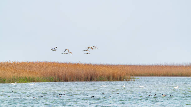 istock A flock of migratory birds over the lake 1313768199