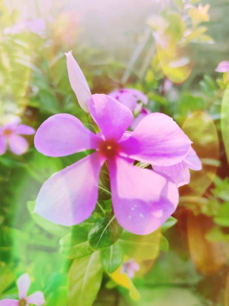 istock Periwinkle (Sadabahar) Purple Flower 1313769186