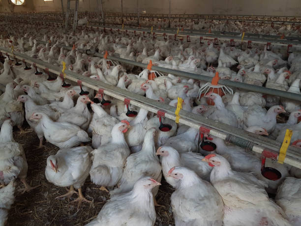 istock chickens hens  poultry farm many looking feeding walking around 1313770757