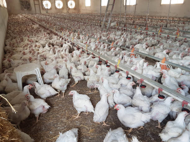 istock chickens hens  poultry farm many looking feeding walking around 1313770775