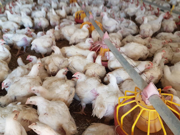 istock chickens hens  poultry farm many looking feeding walking around 1313770827
