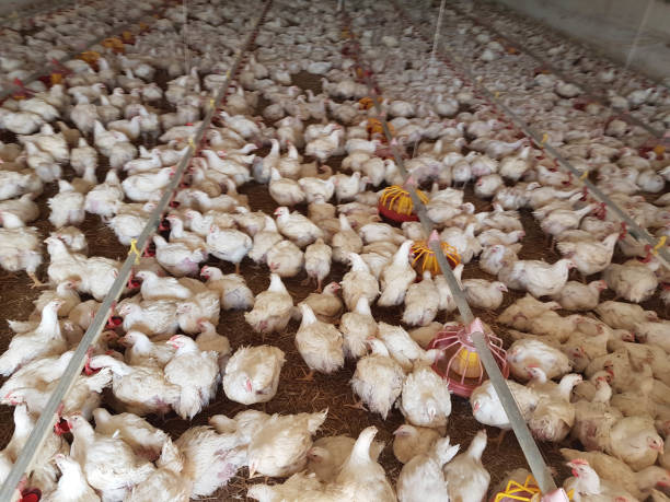 istock chickens hens  poultry farm many looking feeding walking around 1313770854