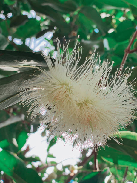 istock The flower of water apple 1313771819