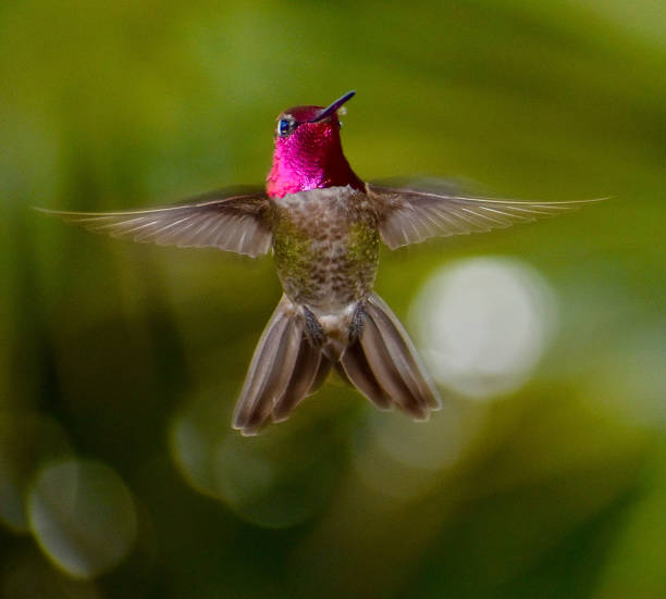 Exquisite stunning colorful male Anna’s Hummingbird wings out hovering