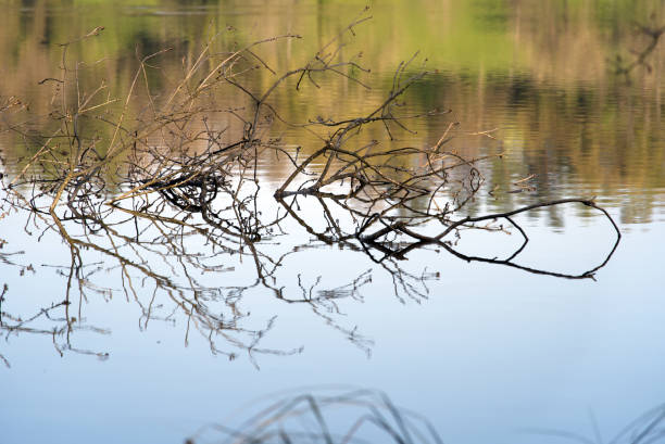 katzensee (alemão, tradução é lago de gatos) na manhã de primavera com belas refelcções. - refelctions - fotografias e filmes do acervo