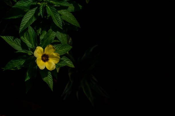 Yellow flower, Arrowleaf sida,  against black background with copy space