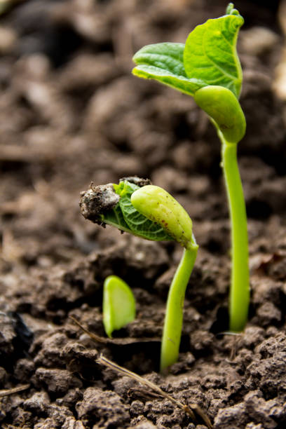 istock Close-up of seeds germinating in spring and fall. 1313773866