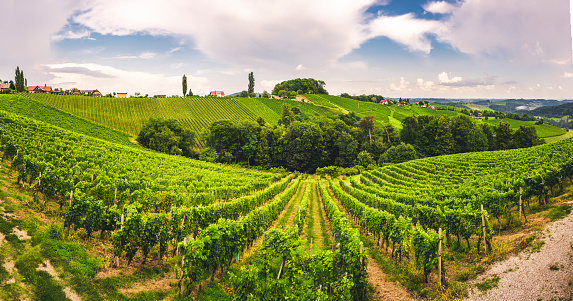 Famous heart shaped road at vineyards Å piÄnik in Slovenia. Rows vineyards near Maribor, close to the Austrian. Scenic grape landscape and green hills.