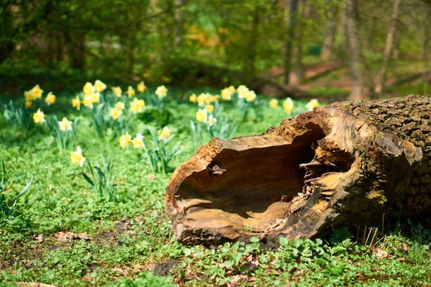 A log against a background of daffodils in the Royal Bath park in Warsaw (azienki Królewskie)