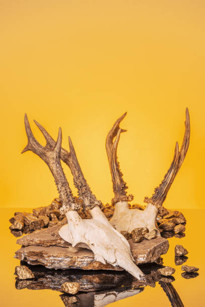 istock Animal Skull with Horns, on yellow background 1313776797