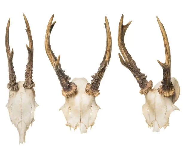 Photo of Animal Skull with Horns, on white background
