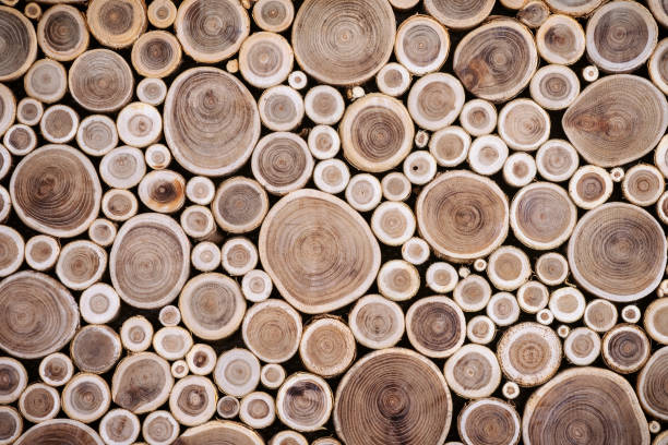 istock Slice of branches and trees top view as background 1313776805