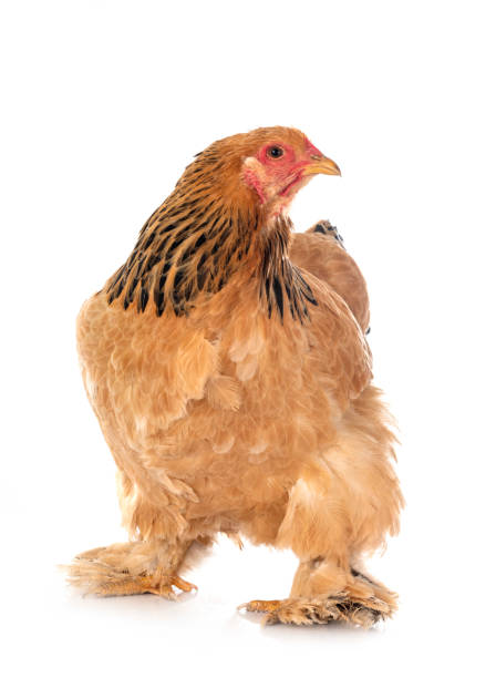250+ Brahma Chicken Stock Photos, Pictures & Royalty-Free Images - iStock