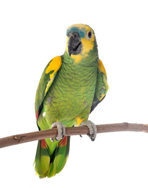 Turquoise-fronted amazon Turquoise-fronted amazon in front of white background amazona aestiva stock pictures, royalty-free photos & images