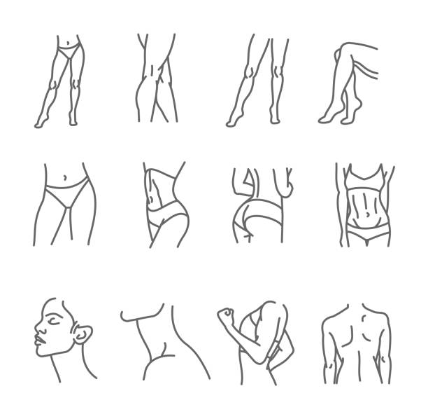 Female body icon set - thin line style, vector collection Female body icon set - thin line style, vector collection art athletic legs stock illustrations