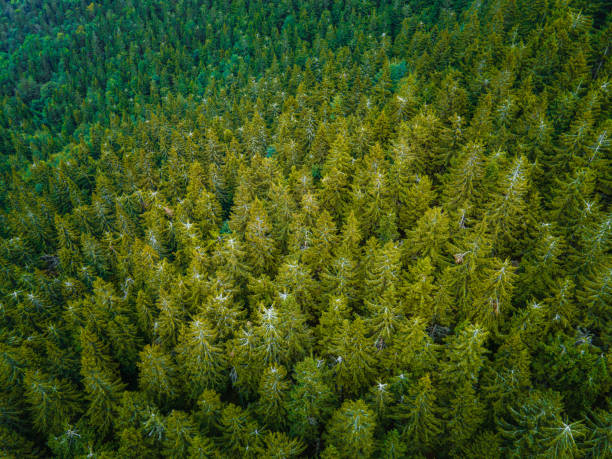 istock Aerial top view forest tree. Rainforest ecosystem. Drone photography. Slovakia 1313777630