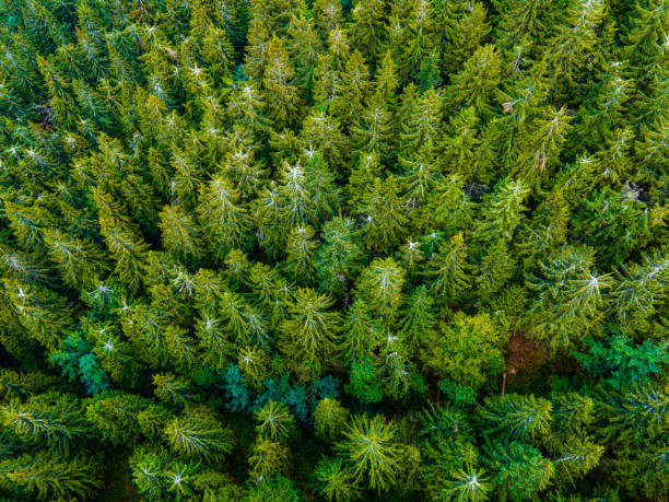 istock Aerial top view forest tree. Rainforest ecosystem. Drone photography. Slovakia 1313777658