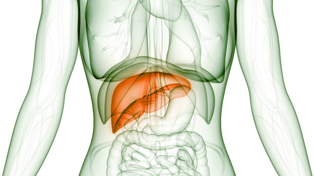 anatomie interne du foie d’organe digestif humain - human internal organ photos et images de collection
