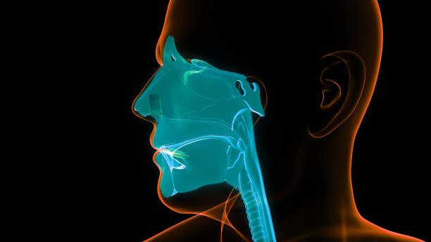 istock Human Respiratory System Larynx and Pharynx Anatomy 1313778679